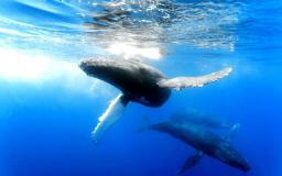 Blue Whale Desktop Wallpaper