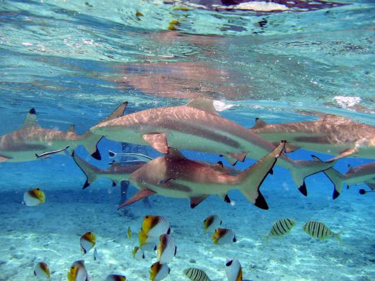 Bora Bora Wallpapers