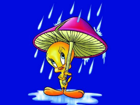 Cartoon Tweety Bird Rain Umbrella Mushroom Blue Desktop Wallpaper 