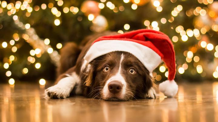 [46+] Christmas Wallpaper with Dogs 