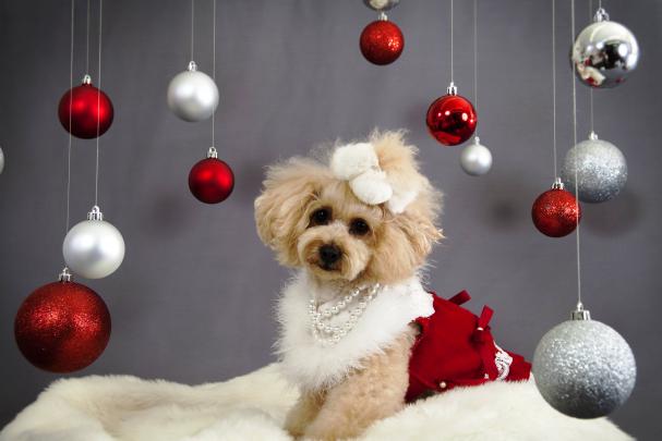 Christmas Dog Wallpapers