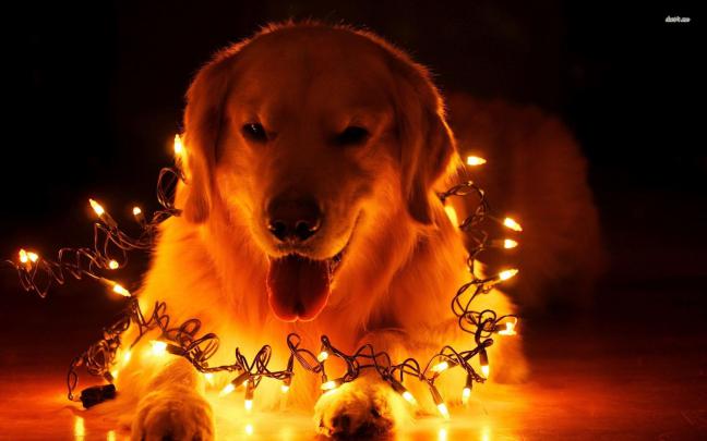 Christmas Animal Wallpaper for Desktop -