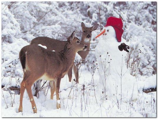 [43+] Christmas Animal Wallpaper 