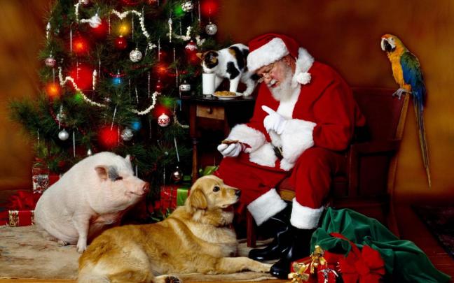 Animals\u0026#39; Christmas HD desktop wallpaper : Widescreen : High Definition 