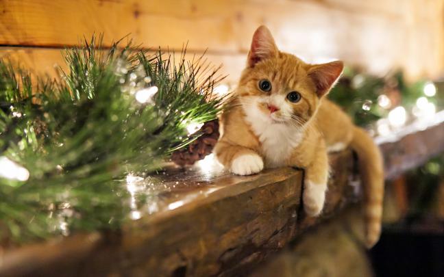 christmas cat wallpaper - HD Desktop Wallpapers