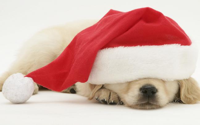 [40+] Christmas Animal Wallpaper for Desktop 