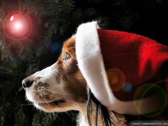 Animals Zoo Park: 5 Christmas Puppies Wallpapers