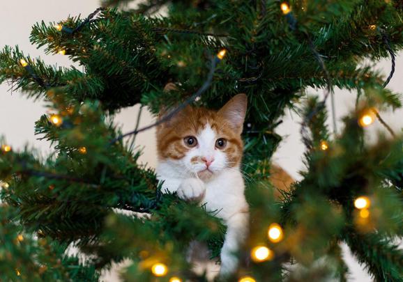 Christmas Animals Wallpapers