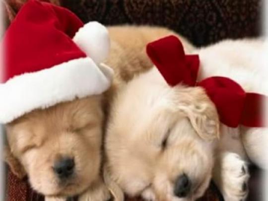 Long Christmas day - Dogs \u0026 Animals Background Wallpapers on Desktop 