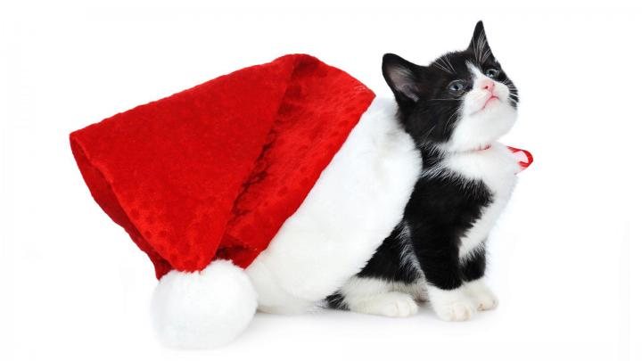 Christmas Animals Wallpapers