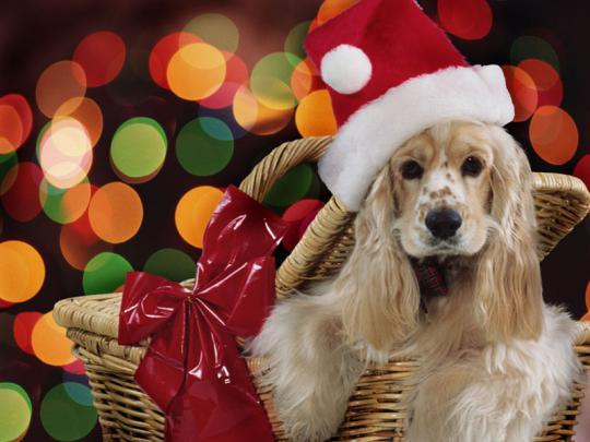 Animals Zoo Park: 5 Christmas Puppies Wallpapers