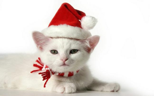 adorable cat Christmas Kitten \u2013 Animals Cats HD Desktop Wallpaper