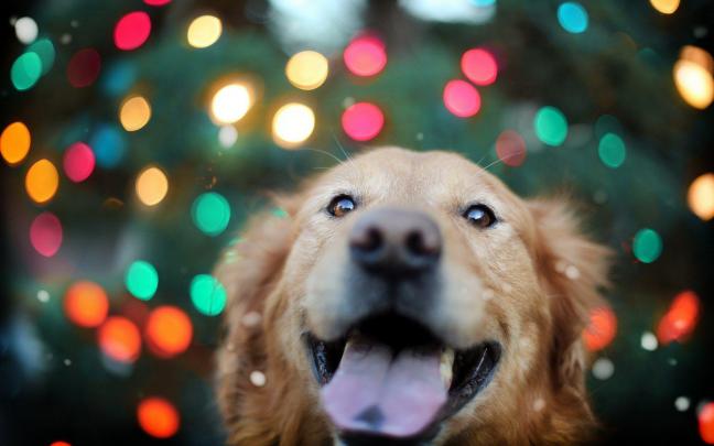 Christmas Animals HD Wallpapers