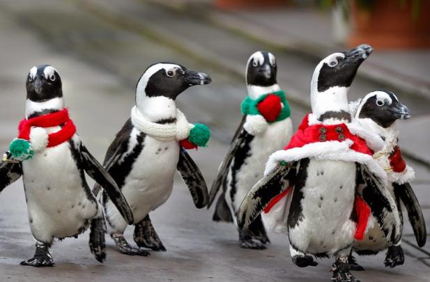 Desktop Backgrounds 4U: Penguins