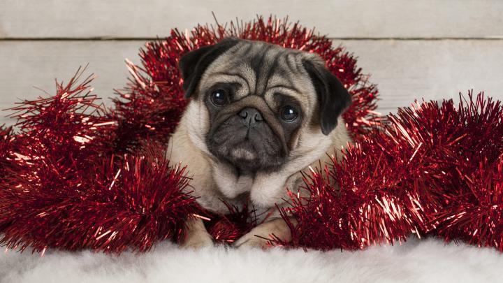 Baby Pet Puppy With Christmas Decoration HD Animals Wallpapers | HD 