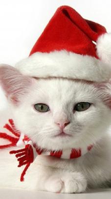 Christmas Kitten Wallpaper Cats Animals (97 Wallpapers) \u2013 HD Wallpapers