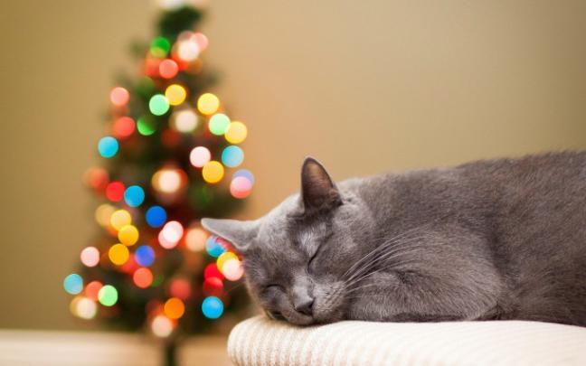 christmas cat - HD Desktop Wallpapers