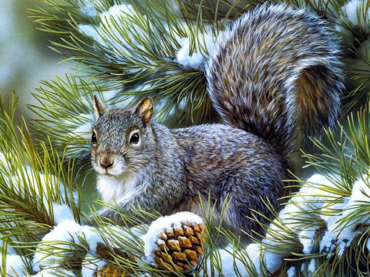 animal christmas Sweet winter squirrel \u2013 Animals Squirrels HD Desktop 