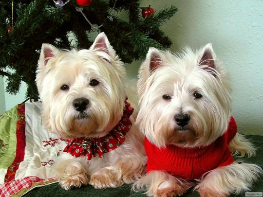 animal christmas Sweet dog couple \u2013 Animals Dogs HD Desktop Wallpaper