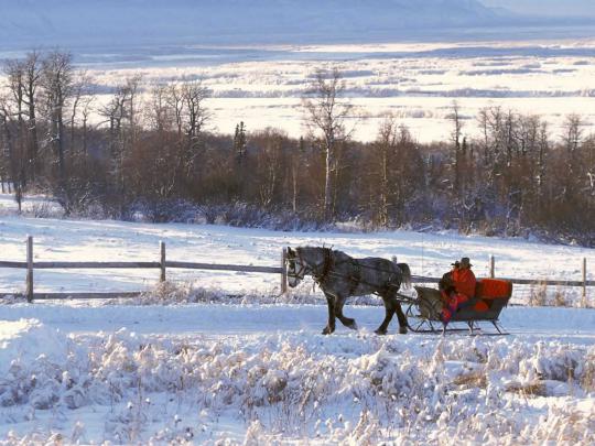 Winter Wonderland - Christmas Animals