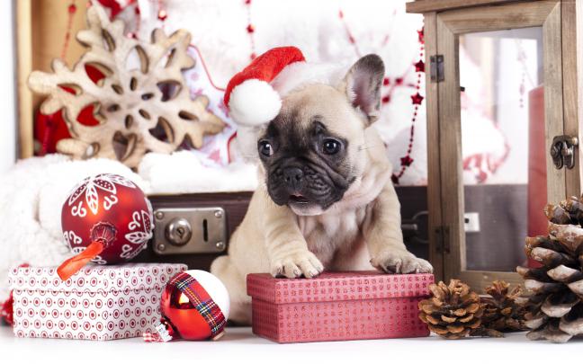Christmas Animals Wallpapers
