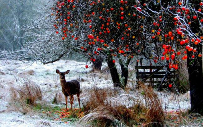 landscapes, Nature, Animals, Deer, Winter, Snow, Snowing, Snowflakes 