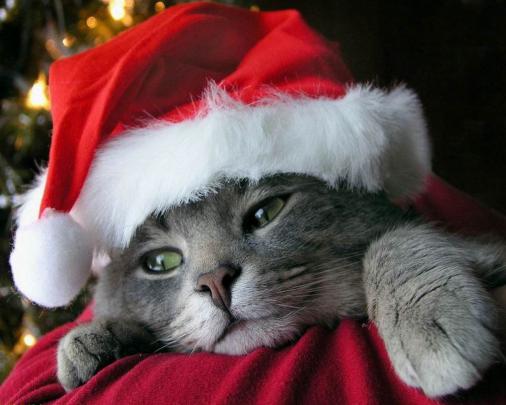 cat, Animals, Feline, Christmas Wallpapers HD \/ Desktop and Mobile 