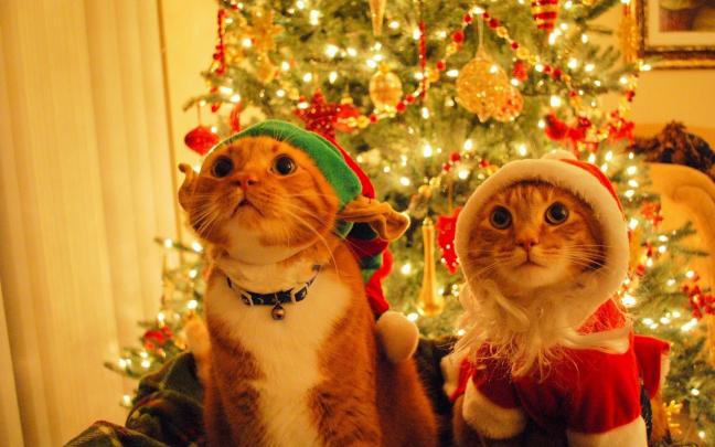 Christmas Animal Wallpapers - Top Free Christmas Animal Backgrounds 