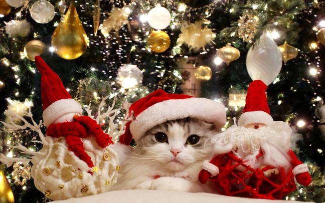 Christmas Cuteness HD desktop wallpaper : Widescreen : High Definition 