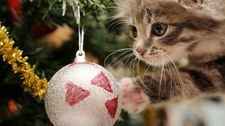 Christmas Animals Wallpapers