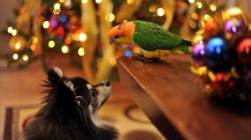 Christmas Animal Desktop Wallpaper