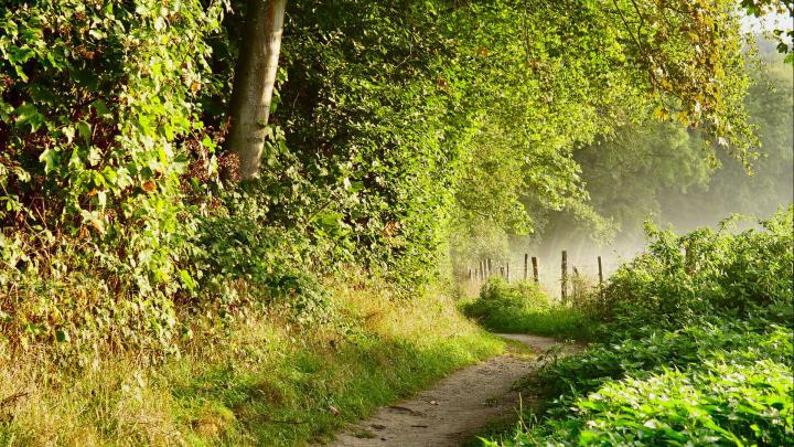 Path Between Climbing Plants Trees Fence HD Nature Wallpapers | HD 