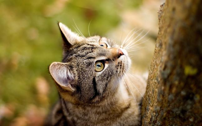 climbing, Cat Wallpapers HD \/ Desktop and Mobile Backgrounds