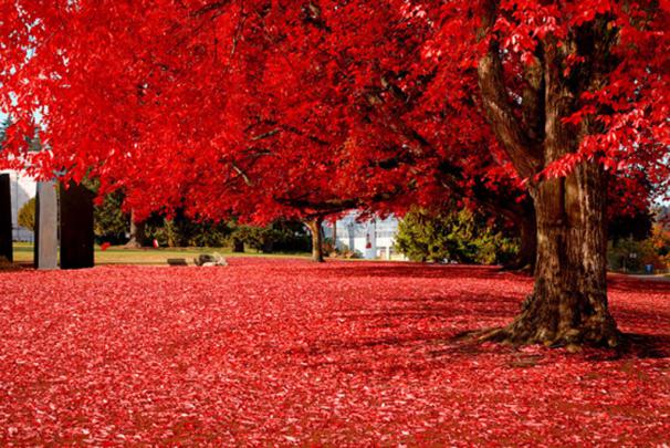 15 Most Romantic Autumn Desktop Wallpapers \u2013 Themes Company \u2013 Design 