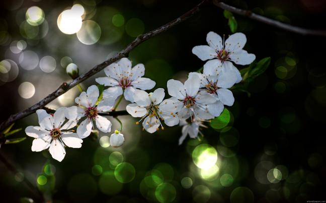 Full Screen Wallpaper for Desktop \u00b7\u2460 