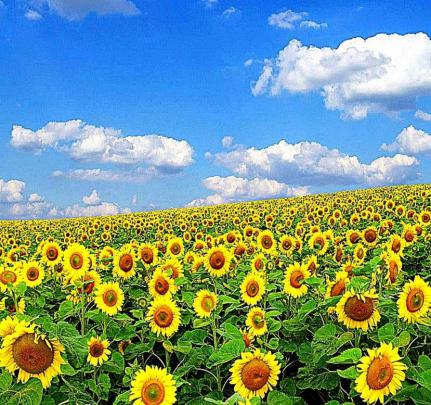 [43+] Nature Wallpapers Full Screen 