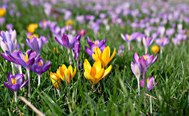 Crocus Wallpapers, Pictures, Images