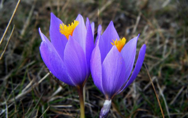 Crocus Wallpaper HD Download