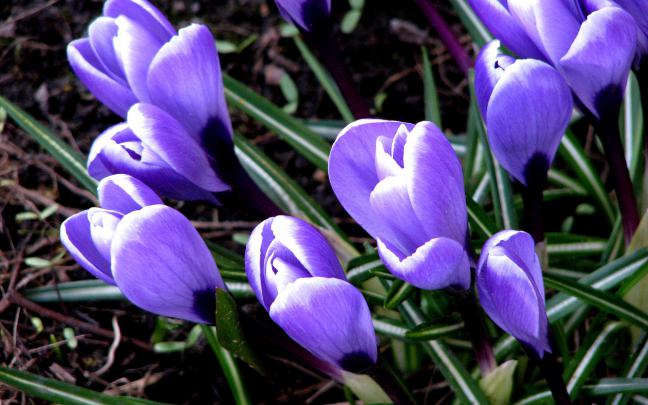 Crocus Wallpapers, Pictures, Images
