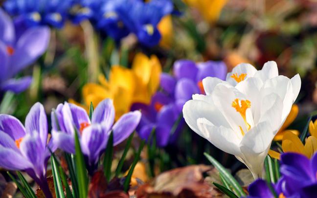 wallpapers: White Crocus Wallpapers