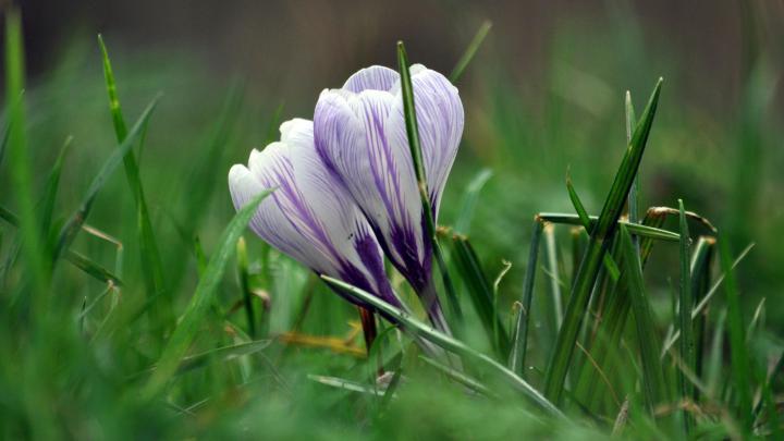 Crocus Wallpaper HD Download
