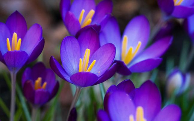 wallpapers: Purple Crocus Flowers Wallpapers