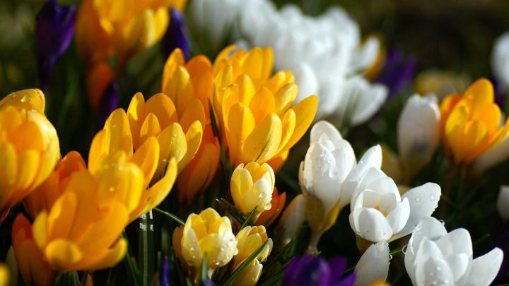 beautiful crocus - HD Desktop Wallpapers