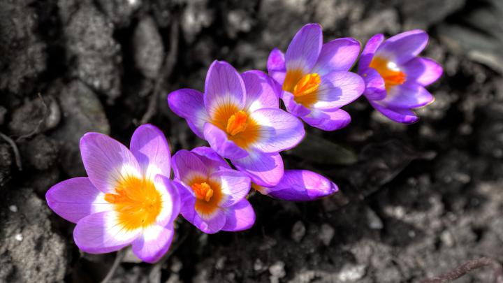 Crocus Wallpaper HD Download