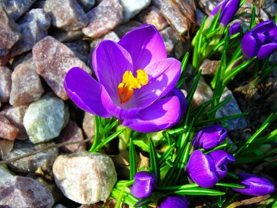 Purple Crocus HD desktop wallpaper : Widescreen : High Definition 