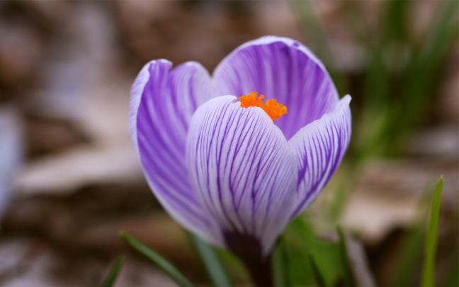 purple crocus flowers - HD Desktop Wallpapers