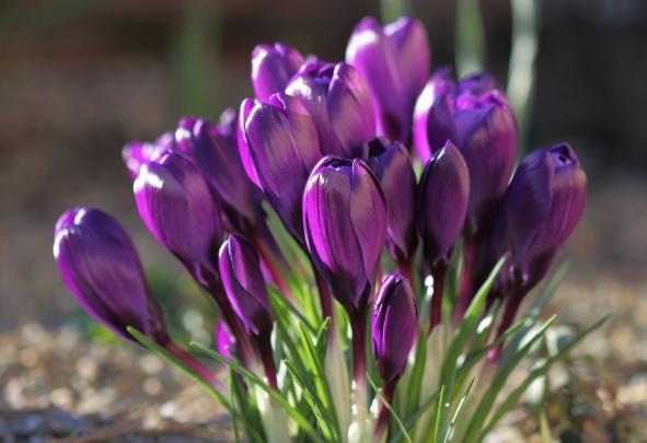 Crocus Wallpapers, Pictures, Images