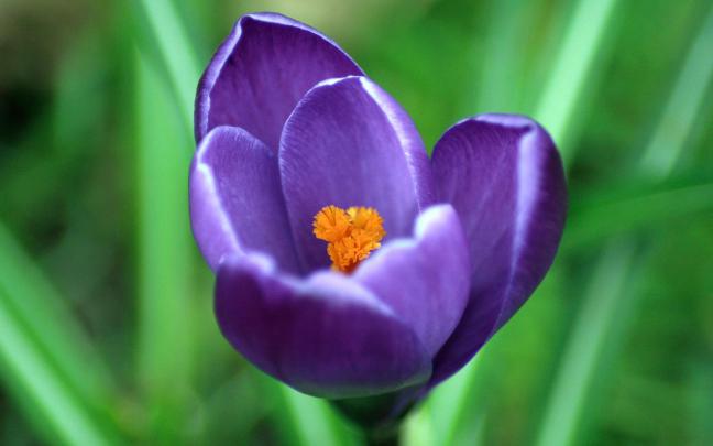 Crocus Wallpaper HD Download