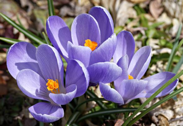 High quality wallpaper of Crocus, desktop wallpaper of saffron, macro 