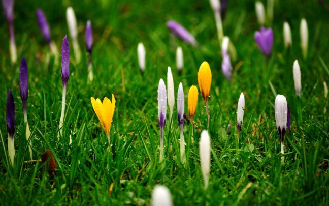 Crocus Wallpaper HD Download